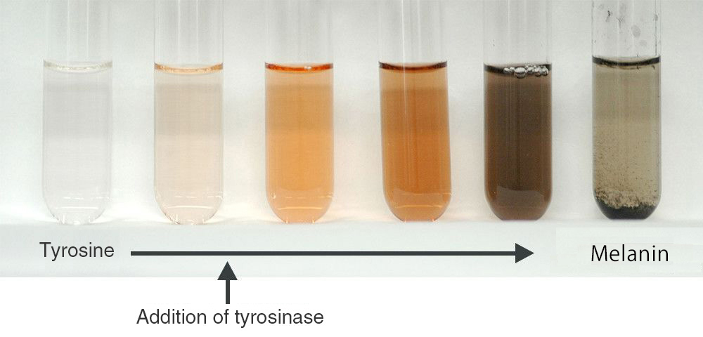 Process of melanin formation