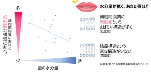 唇のあれやすさは細胞間脂質の密度の低さにあることを発見
唇あれを改善するリポソーム製剤を開発
PDF:622KB