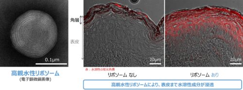 水溶性成分を肌深くまでムラなく浸透させる「高親水性リポソーム」を開発PDF:520KB