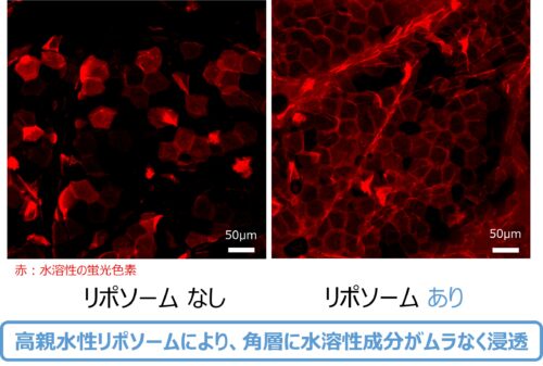水溶性成分を肌深くまでムラなく浸透させる「高親水性リポソーム」を開発PDF:520KB
