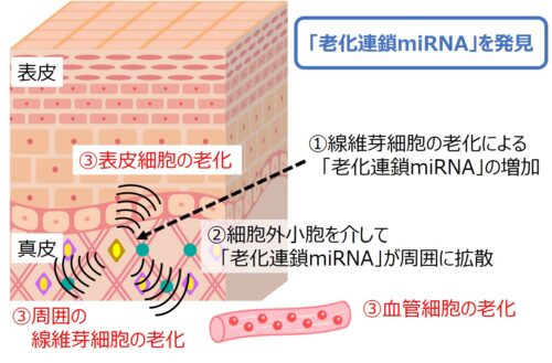 肌の老化を拡げる「老化連鎖miRNA」を発見PDF:642KB