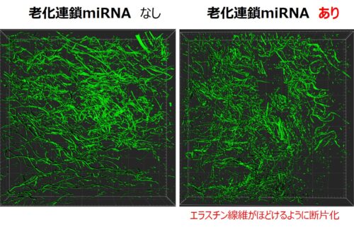 肌の老化を拡げる「老化連鎖miRNA」を発見PDF:642KB