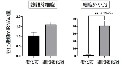 肌の老化を拡げる「老化連鎖miRNA」を発見PDF:642KB